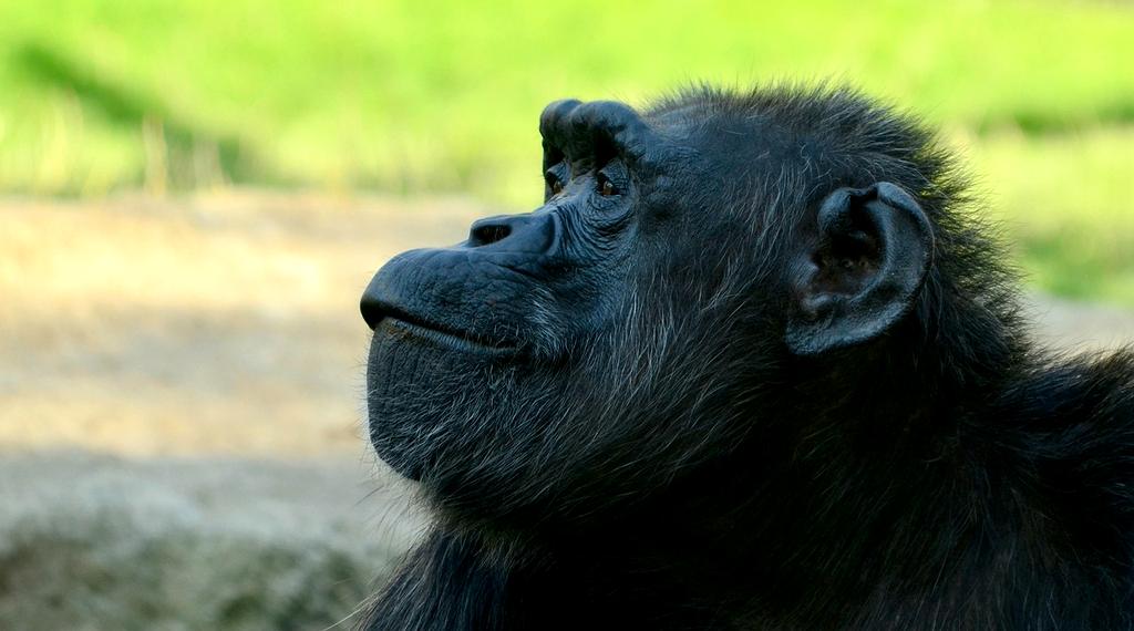 Research Papers Collection